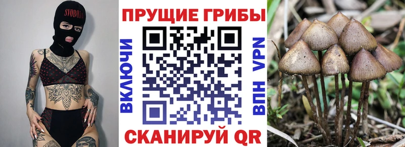 Псилоцибиновые грибы Cubensis  kraken зеркало  Губаха 